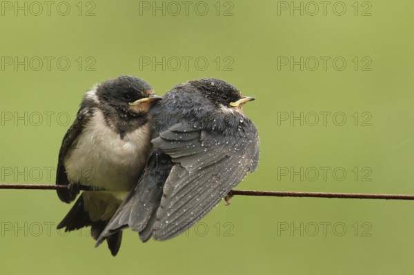 Barn Swallow (Hirundo rustica) juvenile, Lower Saxony, Germany, Europe