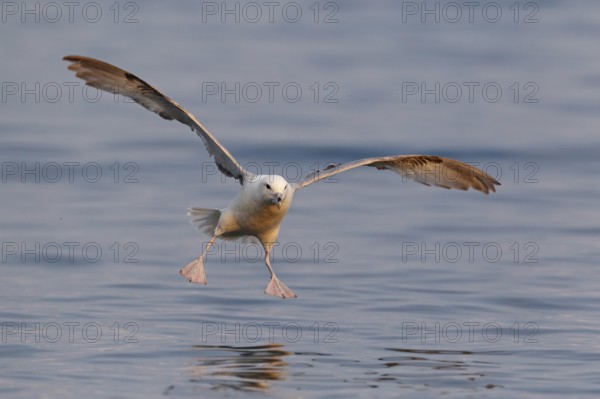 Northern Fulmar (Fulmarus glacialis) flying, Iceland, Europe