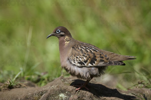 Galapagos Dove (Zenaida galapagoensis), Galapagos, Ecuador, South America