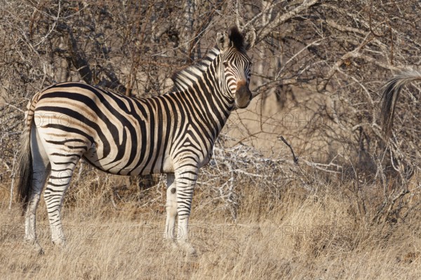 Burchell's zebra (Equus quagga burchellii), adult, standing in dry grass, looking at camera, animal portrait, morning light, Kruger National Park, South Africa, Africa