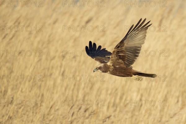 Western Marsh Harrier (Circus aeruginosus) female flying, Netherlands