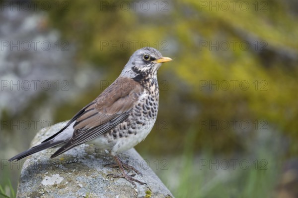 Fieldfare (Turdus pilaris) perched on a stone, Sweden, Europe