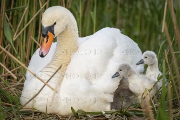 Mute swan (Cygnus olor) with chicks in the nest, Rosensteinpark, Stuttgart, Baden-Württemberg, Germany, Europe