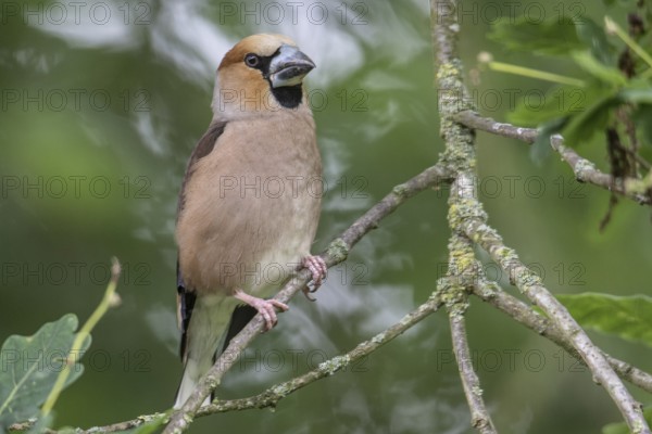 Hawfinch (Coccothraustes coccothraustes), Emsland, Lower Saxony, Germany, Europe