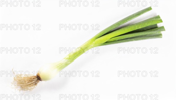 Vegetable, spring onion or spring onion, also known as winter onion, Allium fistulosum