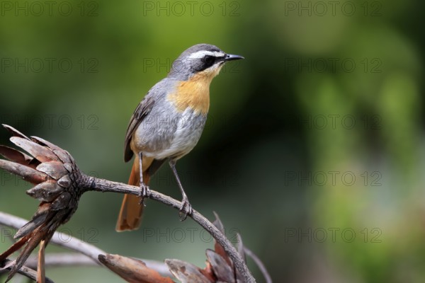 Cossypha caffra, adult, on guard, Protea, Kirstenbosch Botanical Gardens, Cape Town, South Africa, Africa