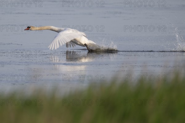 Mute swan (Cygnus olor) taking off, Bagges Dæmning, Ringkøbing Fjord, Denmark, Europe