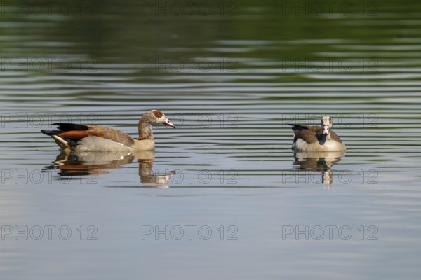 Egyptian goose (Alopochen aegyptiaca), a pair of Egyptian geese swimming on a pond, Thuringia, Germany, Europe