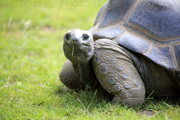 Aldabra giant tortoise, giant tortoise (Aldabrachelys gigantea), adult, feeding, portrait, Seychelles, Africa