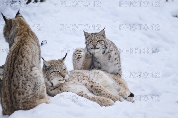 Eurasian lynx (Lynx lynx) playing in the snow in winter, Bavaria, Germany, Europe