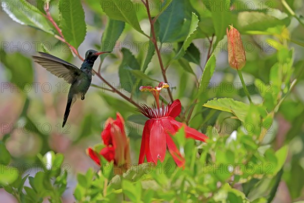Broad-billed hummingbird (Cynanthus latirostris), adult, male, flying, on flower, foraging, Sonoran Desert, Arizona, North America, USA, North America
