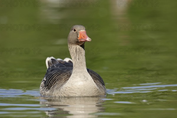 Greylag goose (Anser anser), swimming, North Rhine-Westphalia, Germany, Europe