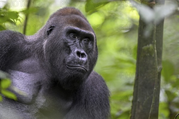 Western lowland gorilla (Gorilla gorilla gorilla), male, silverback, Baï-Hokou, Dzanga-Ndoki National Park, Unesco World Heritage Site, Dzanga-Sangha Complex of Protected Areas (DSPAC), Sangha-Mbaéré Prefecture, Central African Republic, Africa