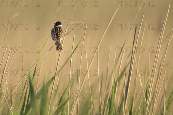 Reed bunting (Emberiza schoeniclus), male sitting on a reed, animal portrait, Bagges Dæmning, Ringkøbing Fjord, Denmark, Europe