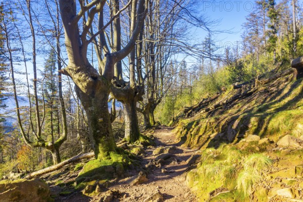 A green beech forest on the top of Mount Adarra in Urnieta. Gipuzkoa, Basque Country