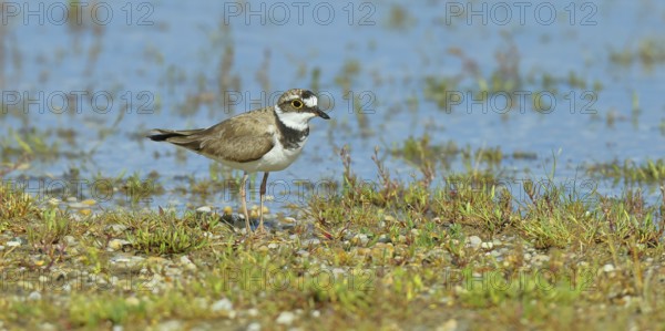 Little Ringed Plover (Charadrius dubius) adult bird standing on the lakeshore, Lake Neusiedl National Park, Burgenland, Austria, Europe