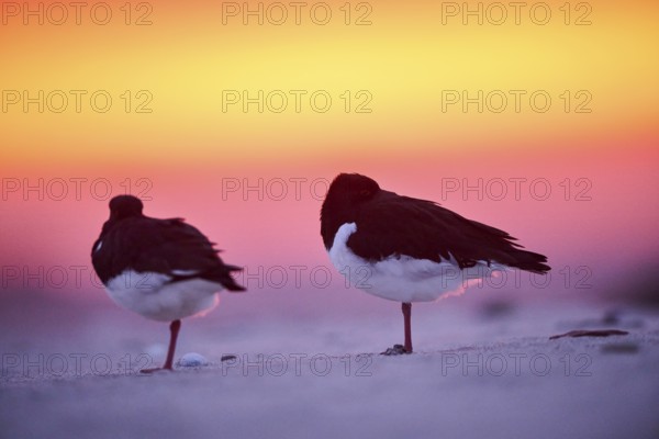 Eurasian oystercatcher (Haematopus ostralegus) on the beach at sunset, Düne, Helgoland, Schleswig-Holstein, Germany, Europe