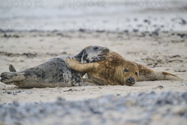 Grey seal (Halichoerus grypus) playing with each other on the beach, Düne, Helgoland, Schleswig-Holstein, Germany, Europe