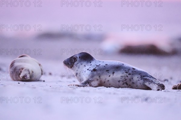 Grey seal (Halichoerus grypus) lying on the beach at sunset, Düne, Helgoland, Schleswig-Holstein, Germany, Europe