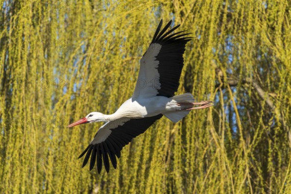 A stork flies past green hanging branches in sunny surroundings, white stork (Ciconia ciconia), wildlife, Germany, Europe