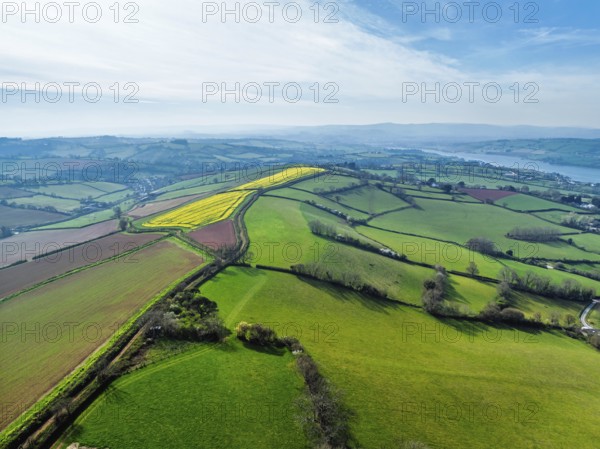Rapeseed fields over the River Teign from a drone, Teignmouth, Shaldon, Devon, England, United Kingdom, Europe