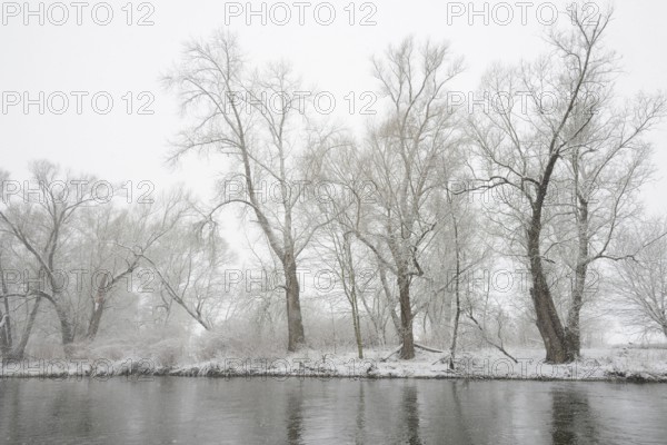 Winter landscape by a river, willows (Salix) on the bank in heavy snowfall, North Rhine-Westphalia, Germany, Europe