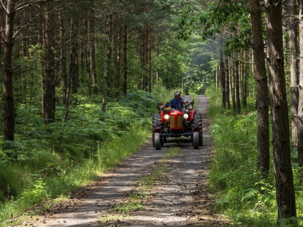 Red tractor on forest road, pine forest, Czech Republic, Europe
