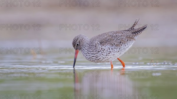 Common redshank (Tringa totanus) Snipe bird, searching for food in the mud, shallow water zone, Toledo, Spain, Europe