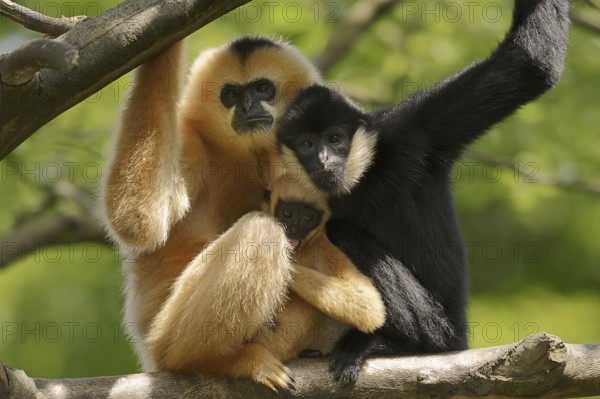 Northern white-cheeked gibbon (Nomascus leucogenys), male and female with young, captive, occurring in Asia