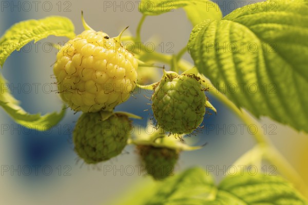 Close-up of yellow and green raspberries (Rubus idaeus) on the bush, ripening in the sun, Ternitz, Lower Austria, Austria, Europe