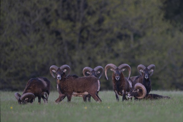 European mouflon (Ovis gmelini musimon, Syn.: Ovis orientalis musimon, Ovis aries musimon), Gerolstein, Eifel, Rhineland-Palatinate, Germany, Europe