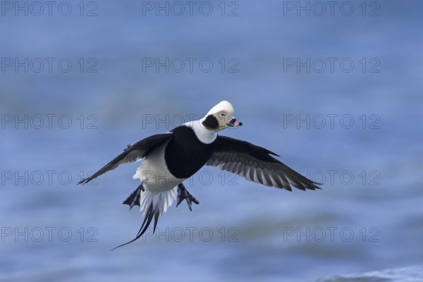 Long-tailed duck (Clangula hyemalis, Anas hyemalis) flying male in non-beeding plumage landing in sea in winter