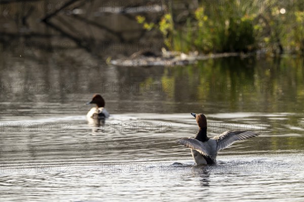 Common Pochard (Aythya ferina), male, Vulkaneifel, Rhineland-Palatinate, Germany, Europe