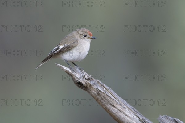 Red-capped Robin (Petroica goodenovii) female perched on a branch, South Australia, Australia, Oceania