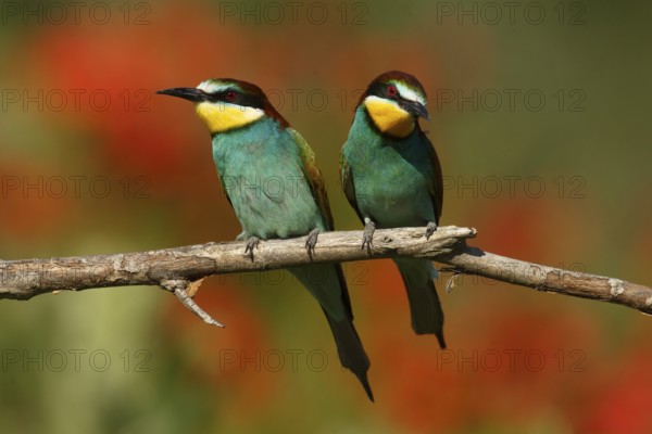 European Bee-eater (Merops apiaster) pair, Piedmont, Italy, Europe
