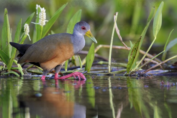 Gray-necked Wood-Rail (Aramides cajanea) feeding near a small pond in the Pantanal region of Brazil