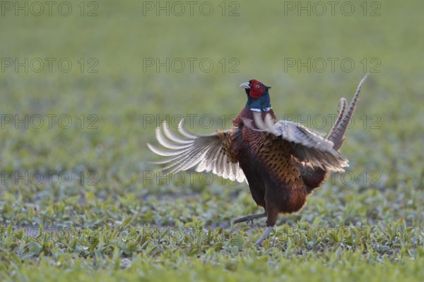 Common Pheasant (Phasianus colchicus) male flapping wings, Netherlands
