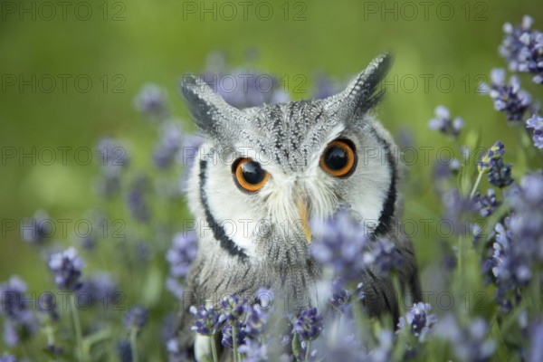 Southern White-faced Owl (Ptilopsis granti) captive, among flowers, Germany, Europe