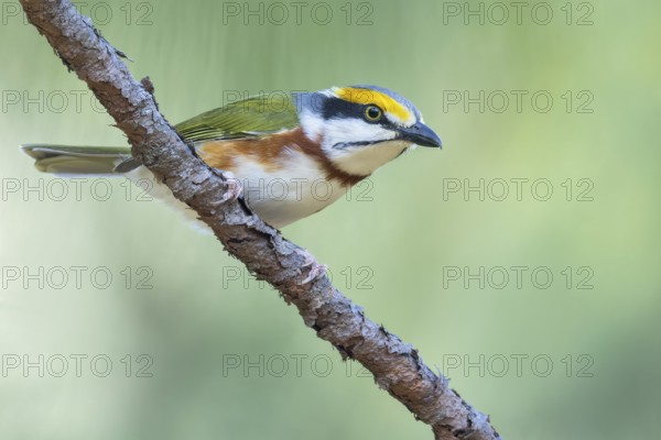 Chestnut-sided Shrike-Vireo (Vireolanius melitophrys) perched on a branch in Oaxaca, Mexico, Central America