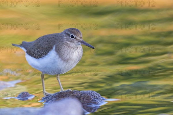 Flussuferläufer, Flußuferläufer, Common Sandpiper, Actitis hypoleucos, Tringa hypoleucos, Chevalier guignette, Andarríos Chico