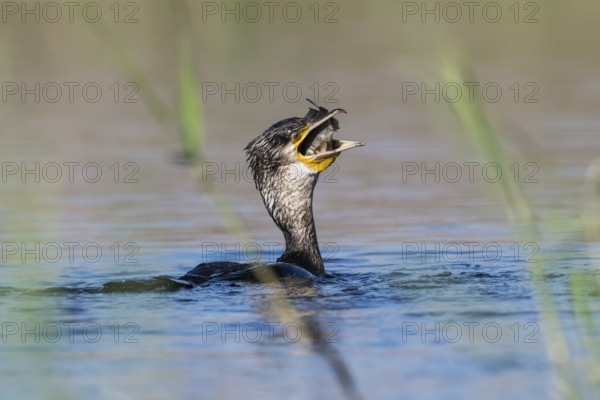 Great Cormorant (Phalacrocorax carbo) eating fish, Eilat, Israel, Asia