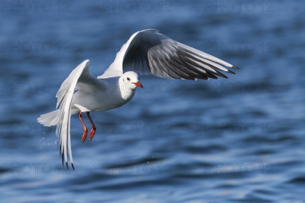 Black-headed Gull (Chroicocephalus ridibundus) flying, Eilat, Israel, Asia
