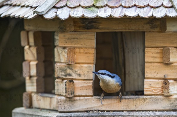 Eurasian Nuthatch (Sitta europaea) at winter feeder, Bavaria, Germany, Europe