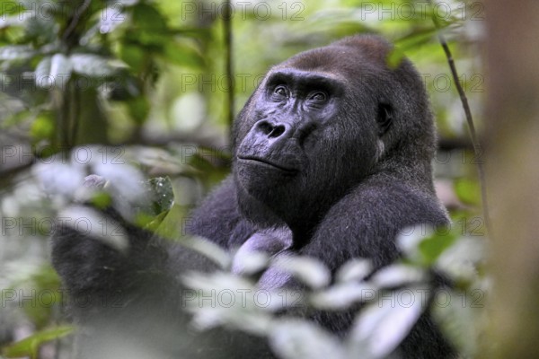 Western lowland gorilla (Gorilla gorilla gorilla), male, silverback, Baï-Hokou, Dzanga-Ndoki National Park, Unesco World Heritage Site, Dzanga-Sangha Complex of Protected Areas (DSPAC), Sangha-Mbaéré Prefecture, Central African Republic, Africa