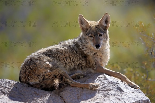Coyote (Canis latrans), North American prairie wolf, plains wolf, adult, sitting, on rocks, Sonoran Desert, Arizona, North America, USA, North America