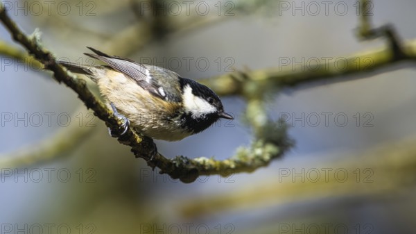 Coal Tit, Periparus ater, bird in forest at winter sun