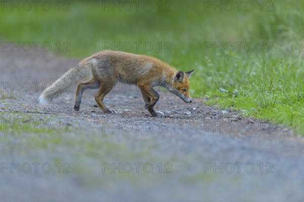 Red fox (Vulpes vulpes), a fox running along a forest path surrounded by green nature, summer, Hesse, Germany, Europe