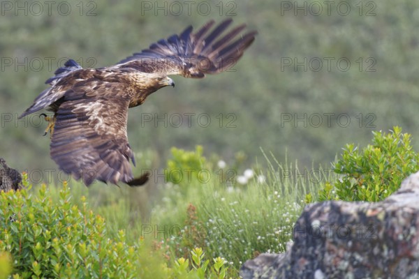 Golden eagle (Aquila chrysaetos) approaching, early morning light, Extremadura, Spain, Europe