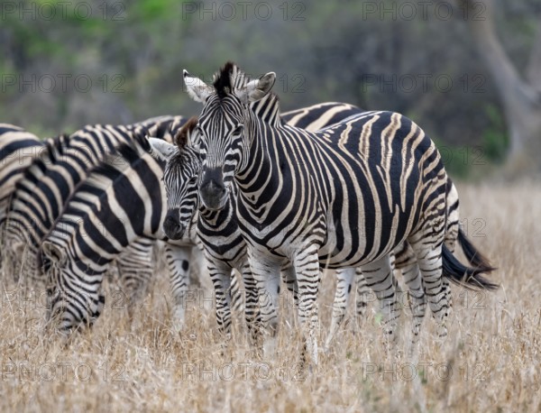 Plains zebras (Equus quagga), mother with young, in high grass, Kruger National Park, South Africa, Africa