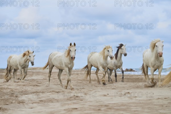 Five white Camargue horses gallop freely across a sandy beach under a cloudy sky, Camargue, France, Europe